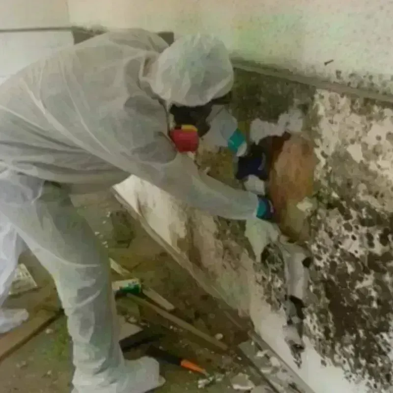 Mold Remediation and Removal in Lake Dallas, TX